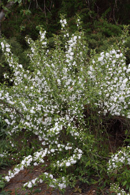 Prunus glandulosa Alboplena - slivoň žlaznatá